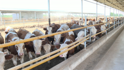 高臺(tái) 肉牛產(chǎn)業(yè)勢(shì)頭強(qiáng)勁，畜牧設(shè)備技術(shù)開(kāi)發(fā)助力鄉(xiāng)村振興